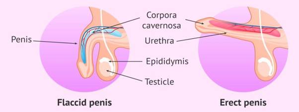 Erectile Dysfunction: Causes, Diagnosis, and Treatment