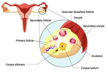 What is Folliculometry?