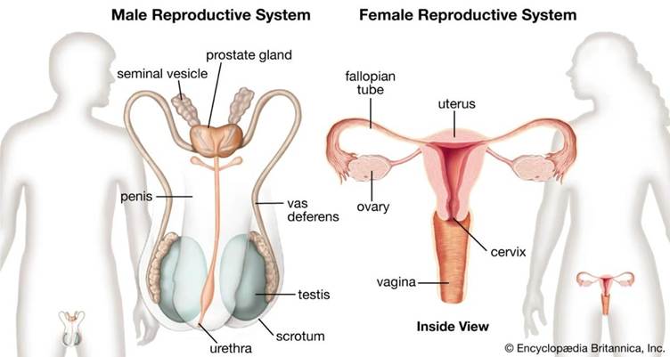 Understanding Sexual Dysfunction