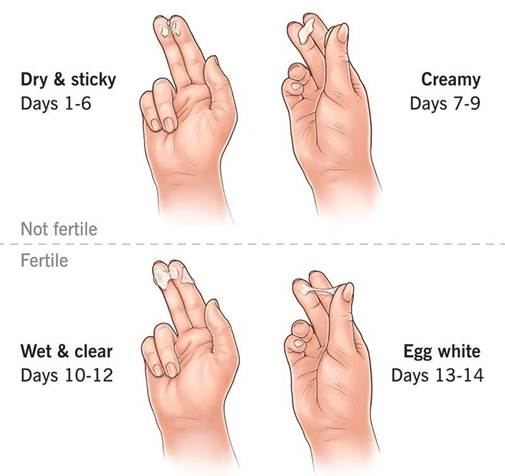 Cervical Mucus: A Comprehensive Guide